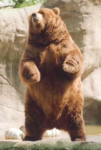 Brown_bear_rearing